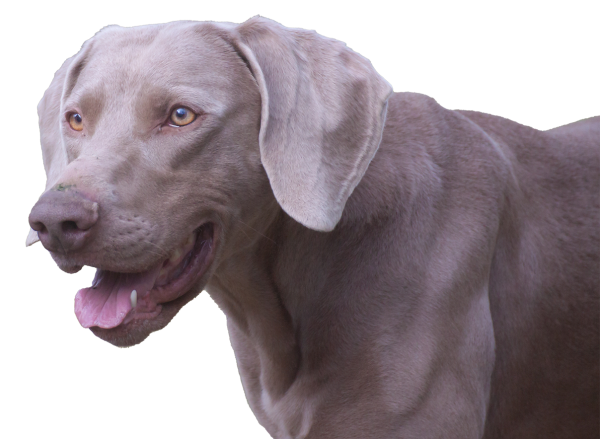 Weimaraner Startseite